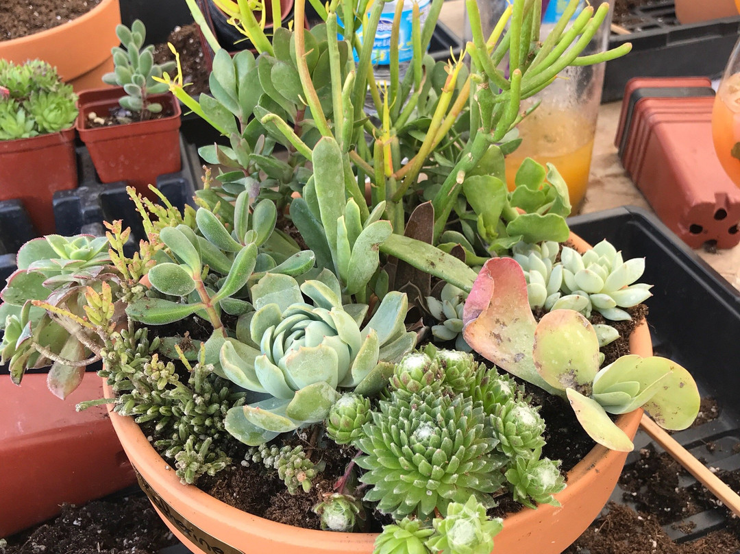 Solar Gardens-萨斯卡通必去景点