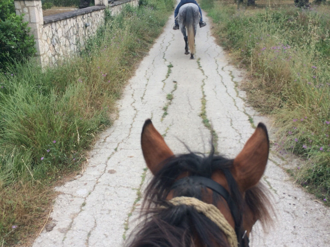 Athina & Dennis Horse Riding Centre景点图片