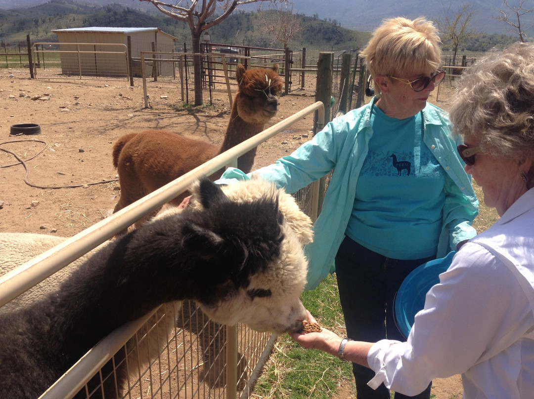 Adorable Alpacas-特哈查比必去景点