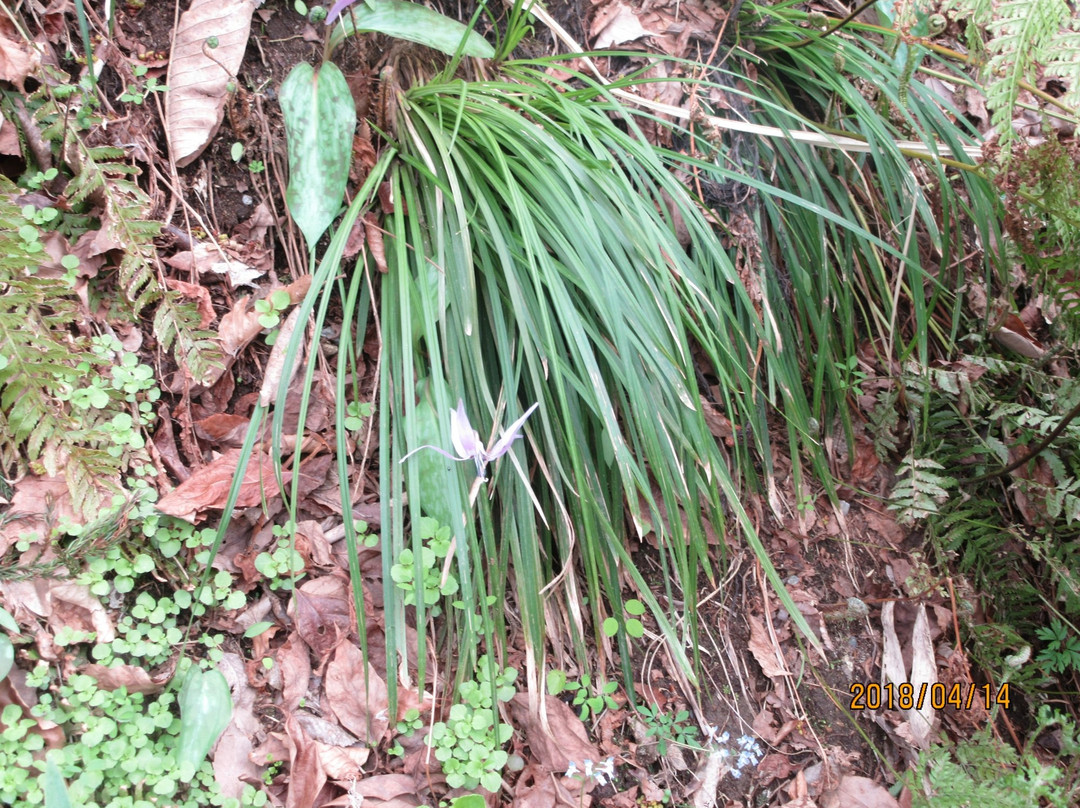 Shiki no sato Kikuya主图