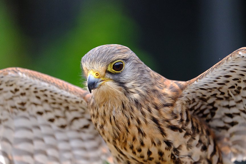 English School of Falconry景点图片