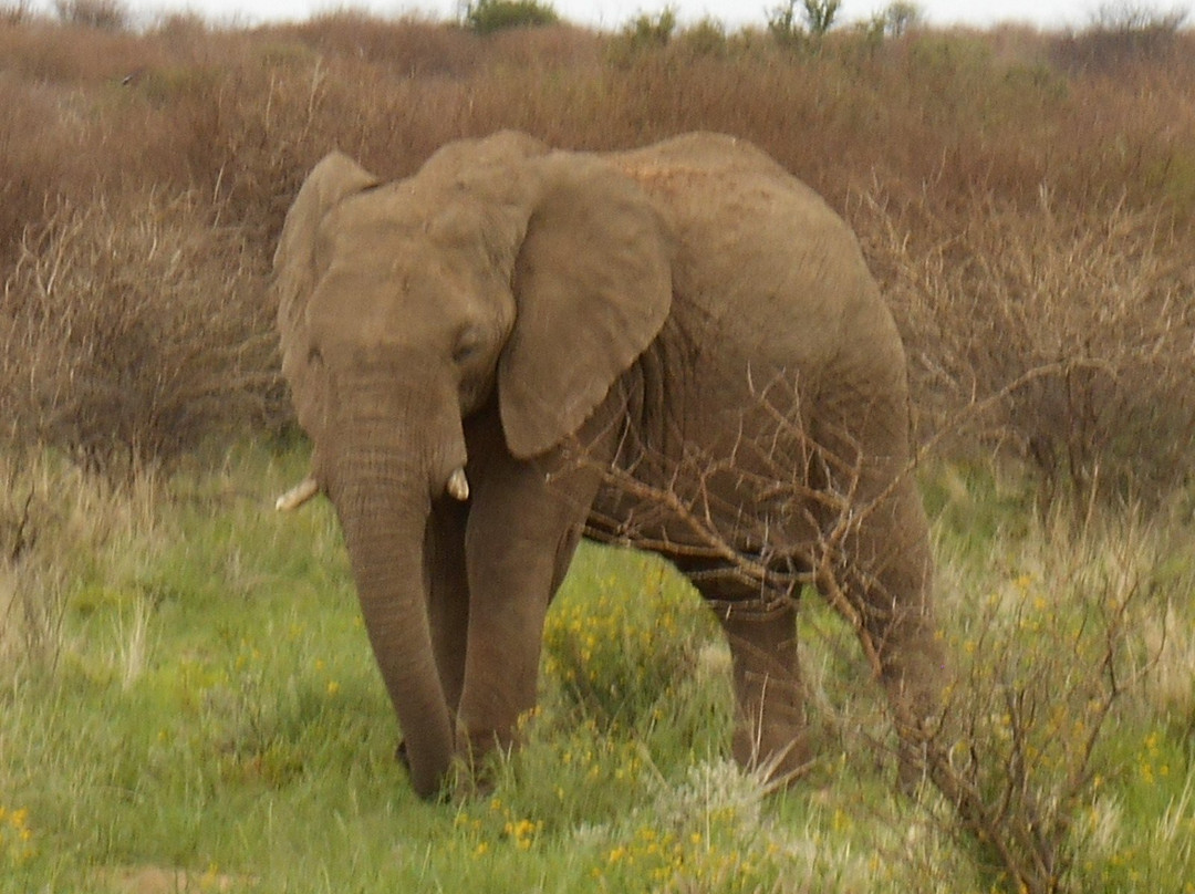 Desert Ace Tours & Charters-斯瓦科普蒙德必去景点