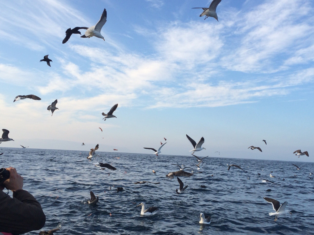 Albatross Birding & Wildlife Photography in Chile-圣地亚哥必去景点