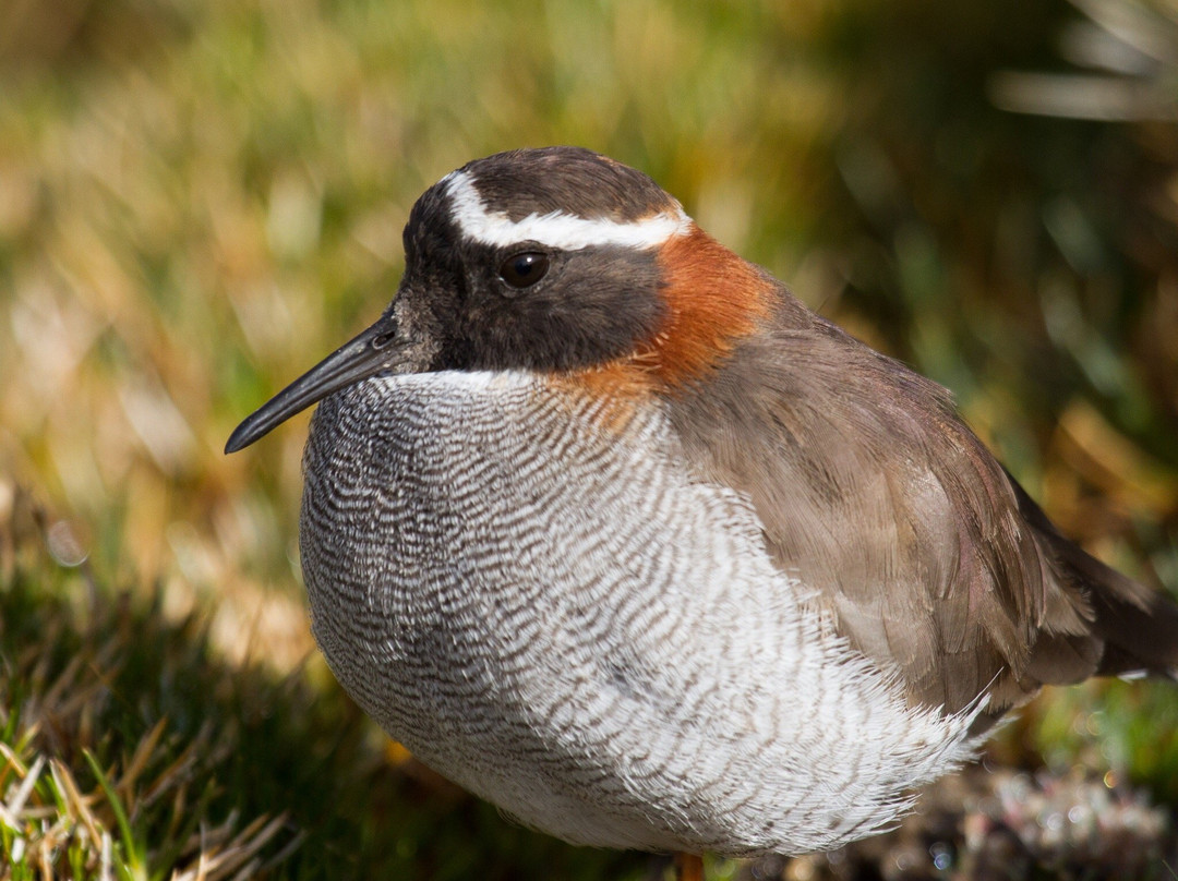 Albatross Birding & Wildlife Photography in Chile-圣地亚哥必去景点