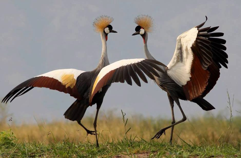 Victoria Nile-金贾必去景点