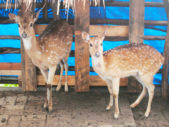 KidZoo PVJ-万隆必去景点