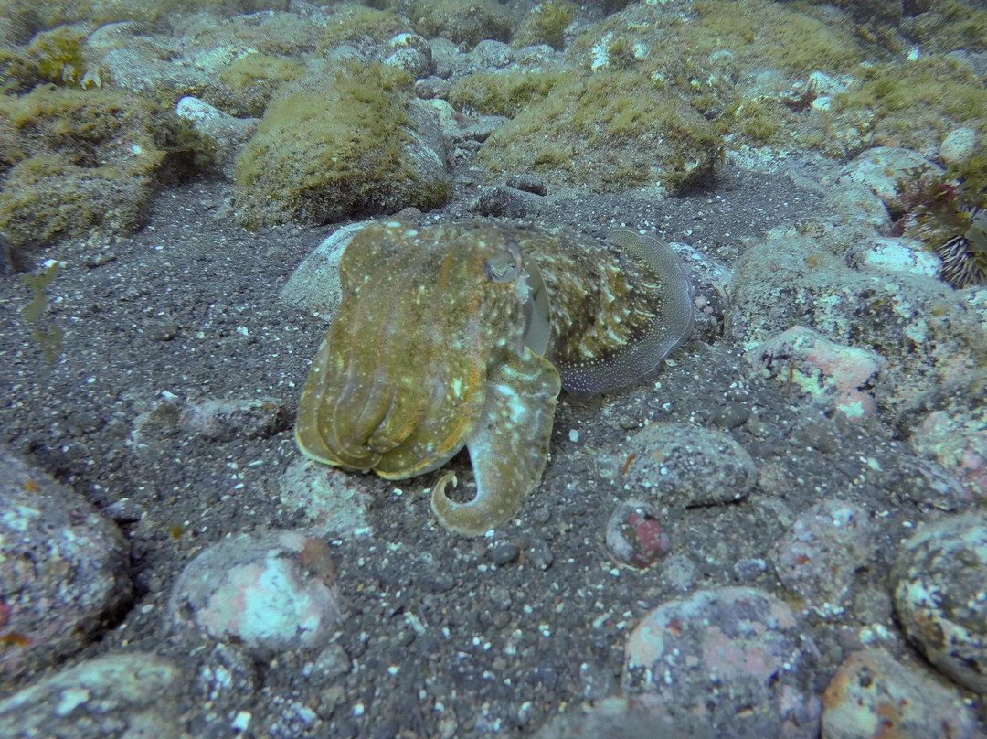 Go Dive Tenerife-Golf del Sur必去景点