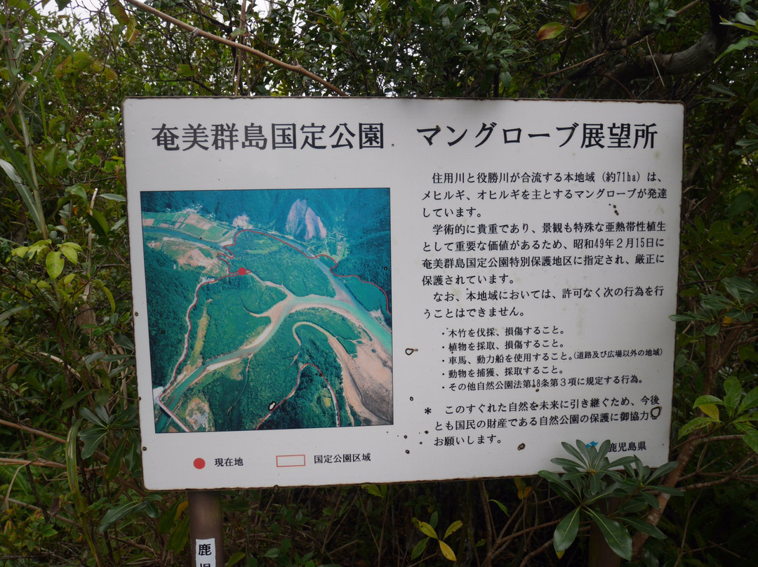 Mangrove Observatory-奄美市必去景点