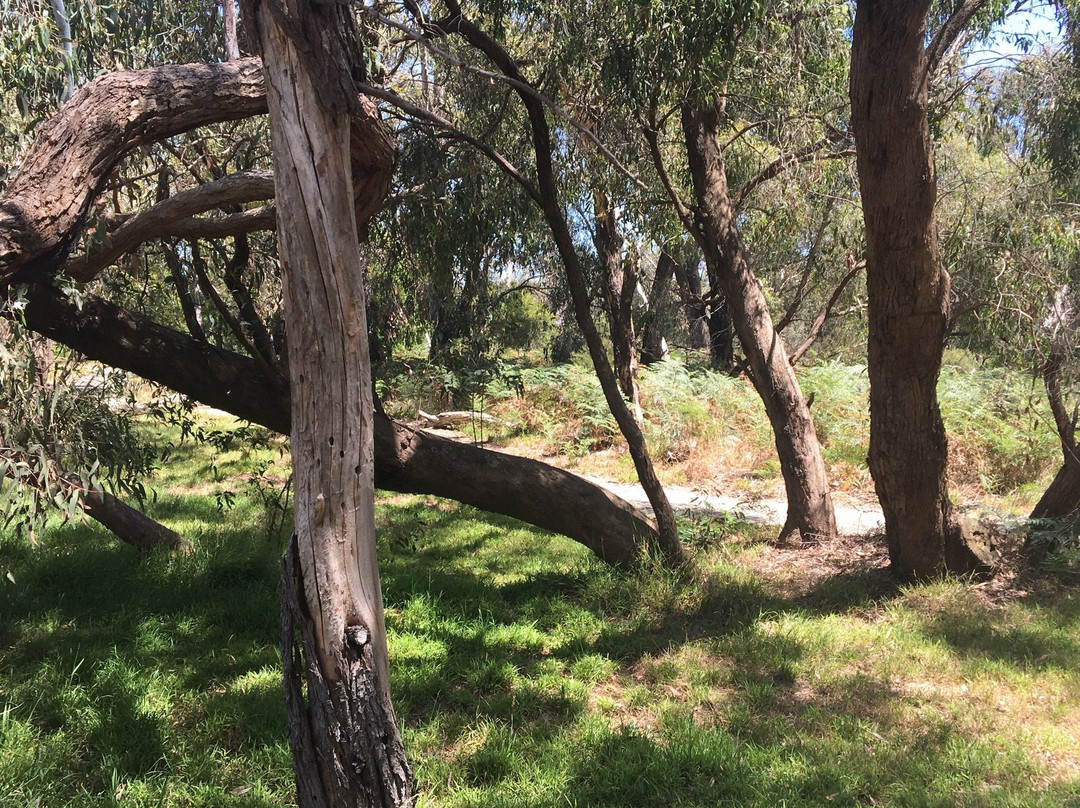 Colley st Bushland Reserve景点图片