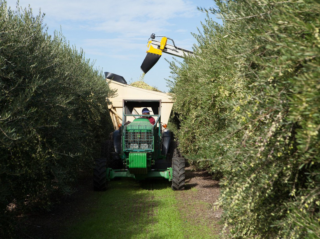 American Olive Farmer, Home of Lucero Olive Oil-Corning必去景点