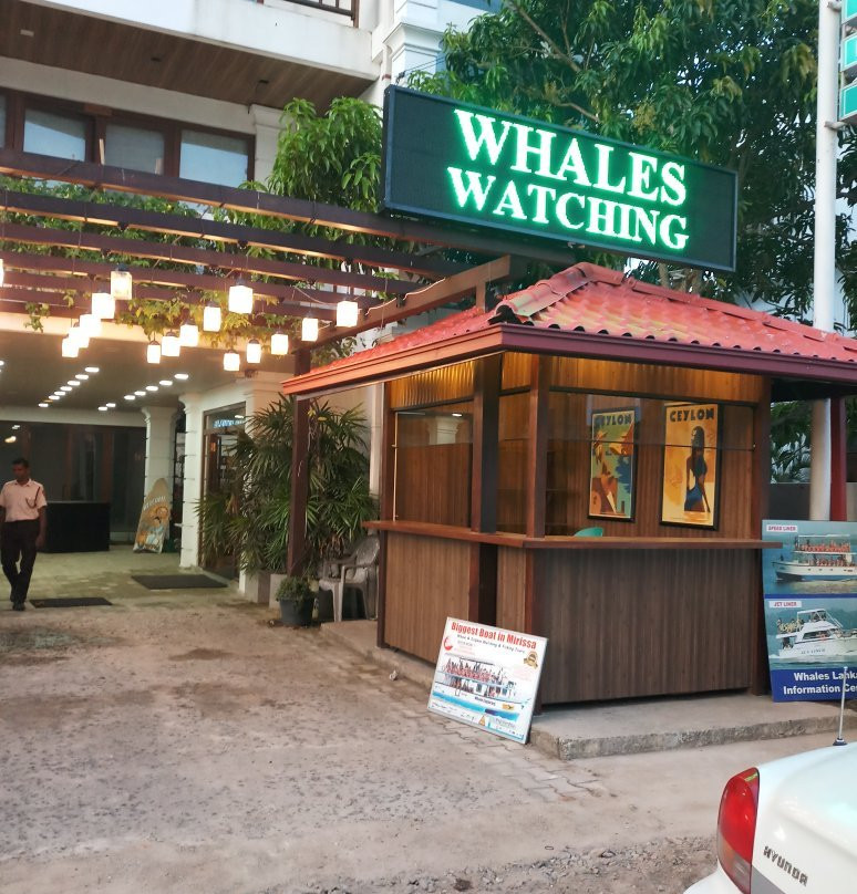 Whales Lanka景点图片