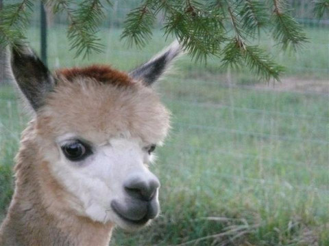 Graystone Ridge Alpacas-Manheim必去景点