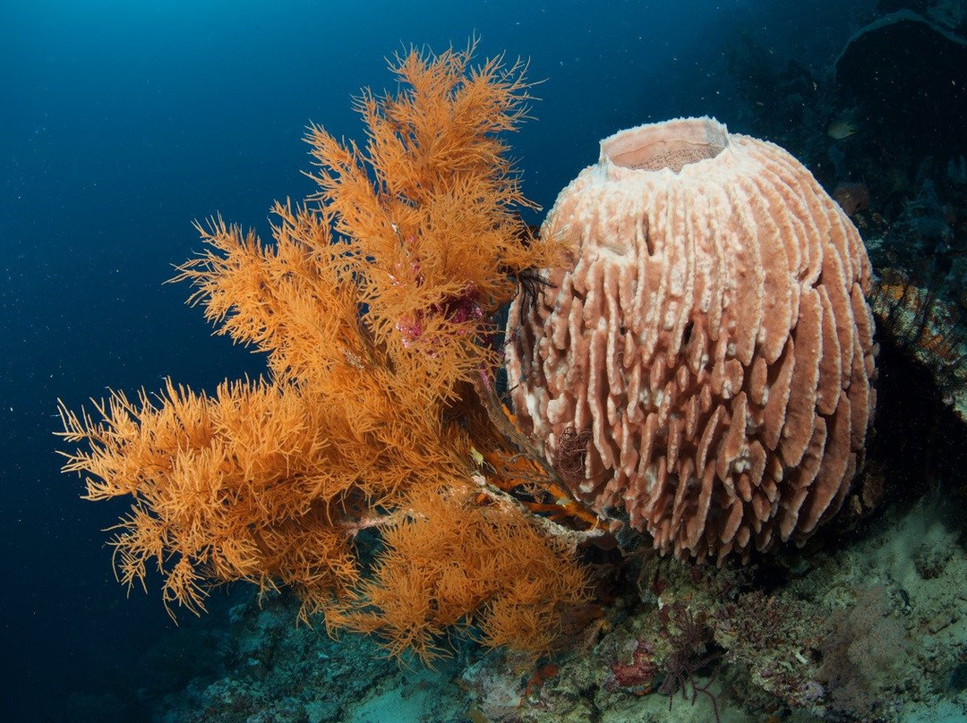 Bali Hai Diving Menjangan景点图片