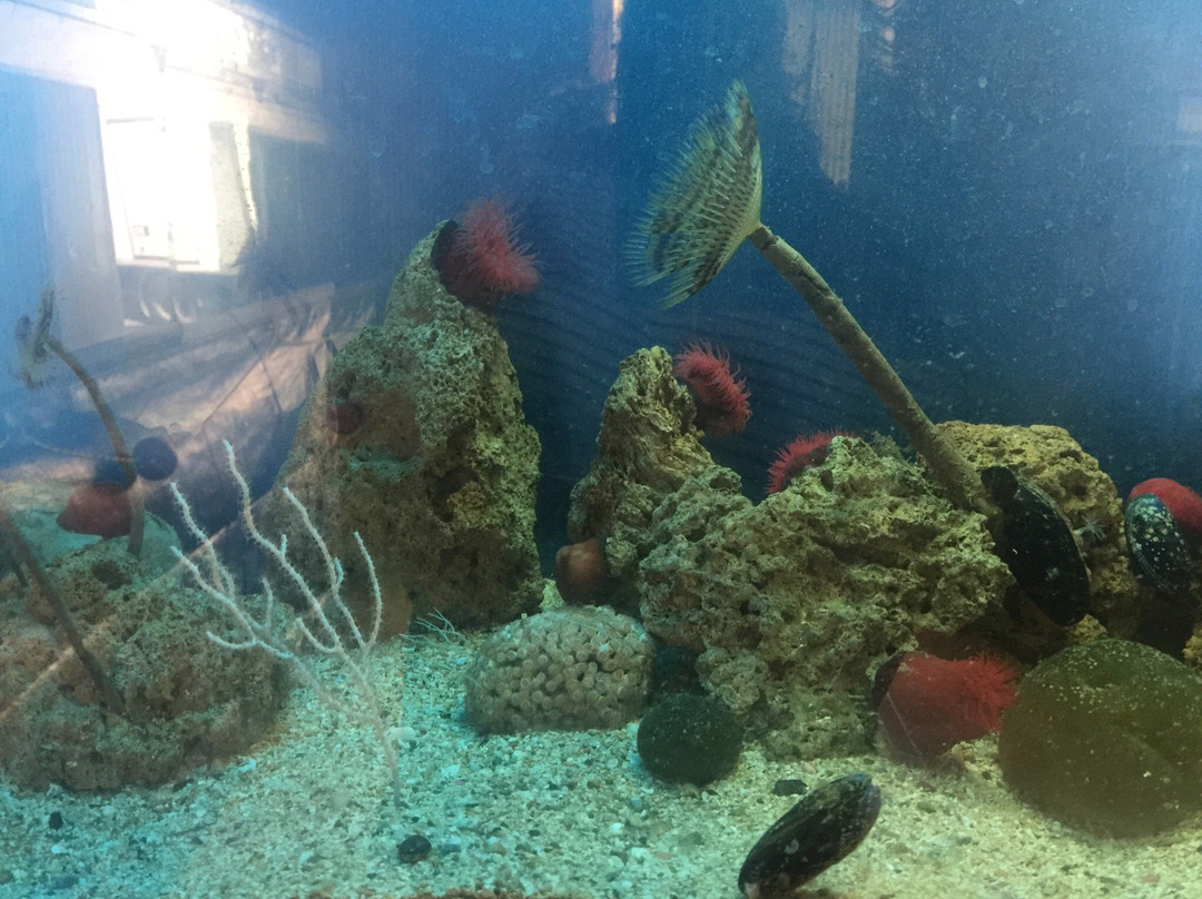Museo del Mare景点图片