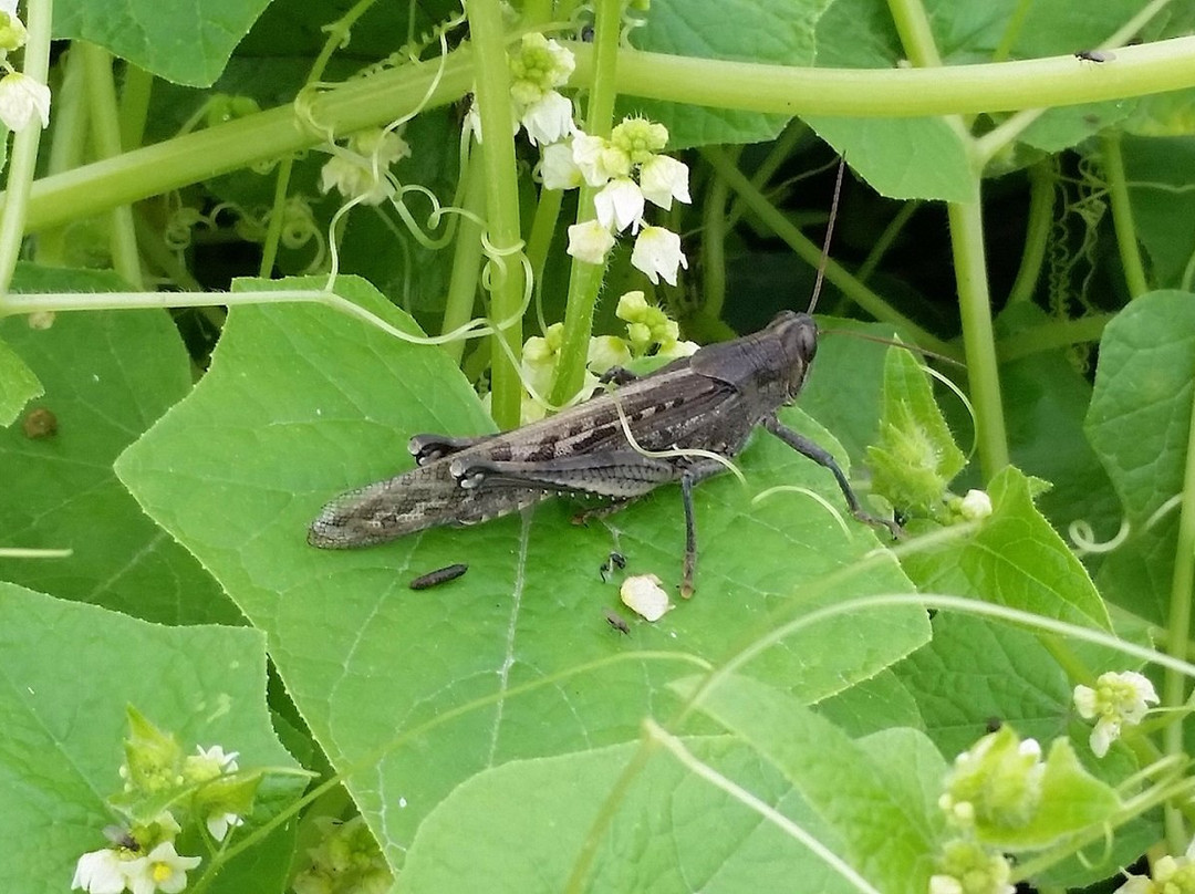 PeruStep1-利马必去景点