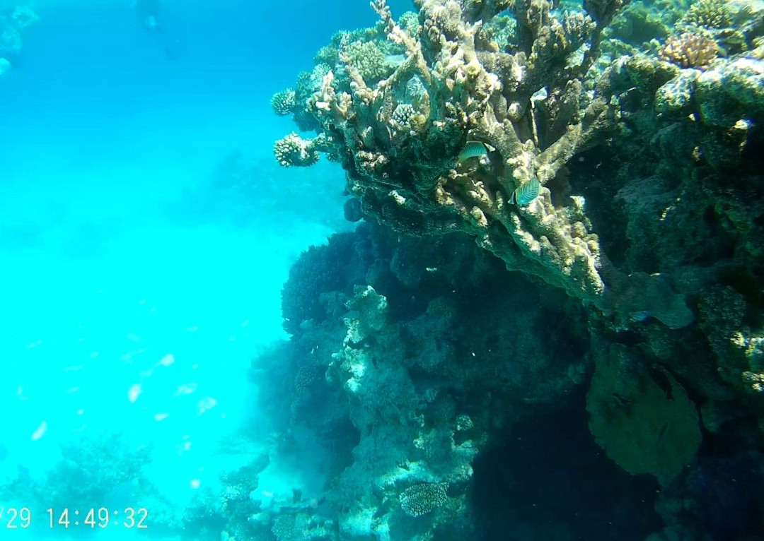 Emperor Divers Hamata-Hamata and Berenice必去景点