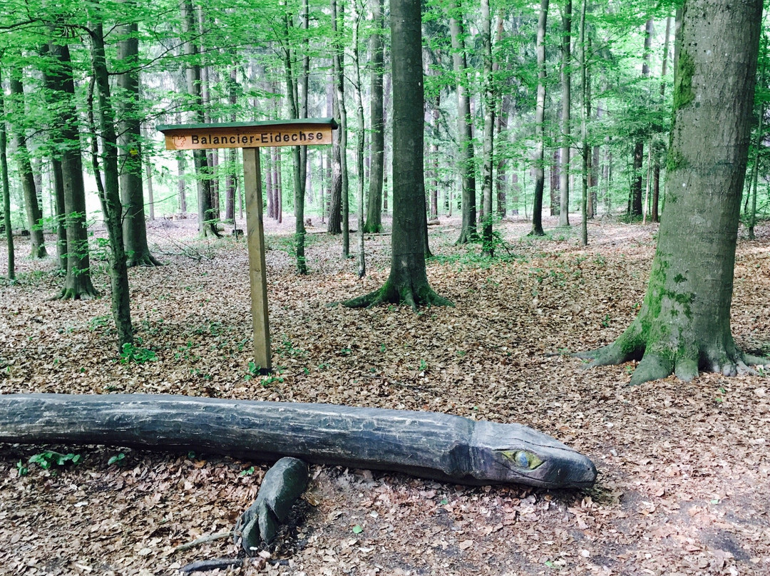 Walderlebniszentrum Tennenlohe景点图片