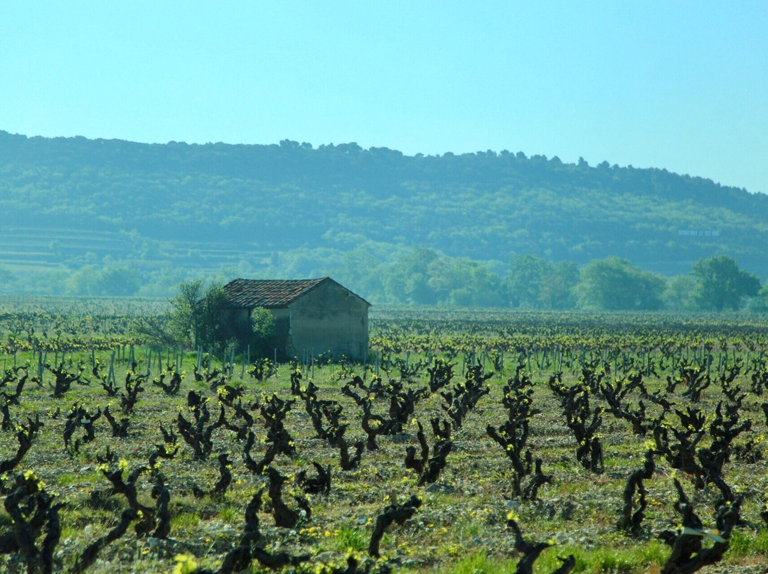 Le Vin A La Bouche- Celine Viany