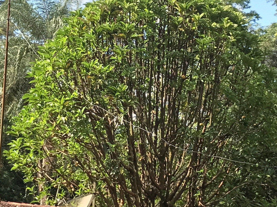 Floresta Estadual de Batatais-Batatais必去景点