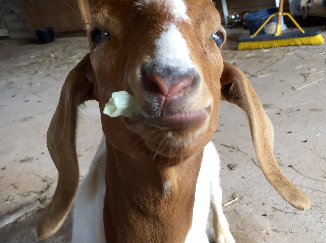 Full Circle Farm Sanctuary-Warm Springs必去景点