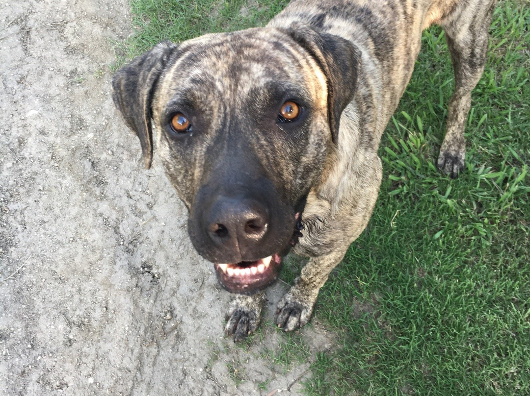 Cabalgatas Ikebana Colonia-科洛尼亚·德尔萨克拉门托城必去景点