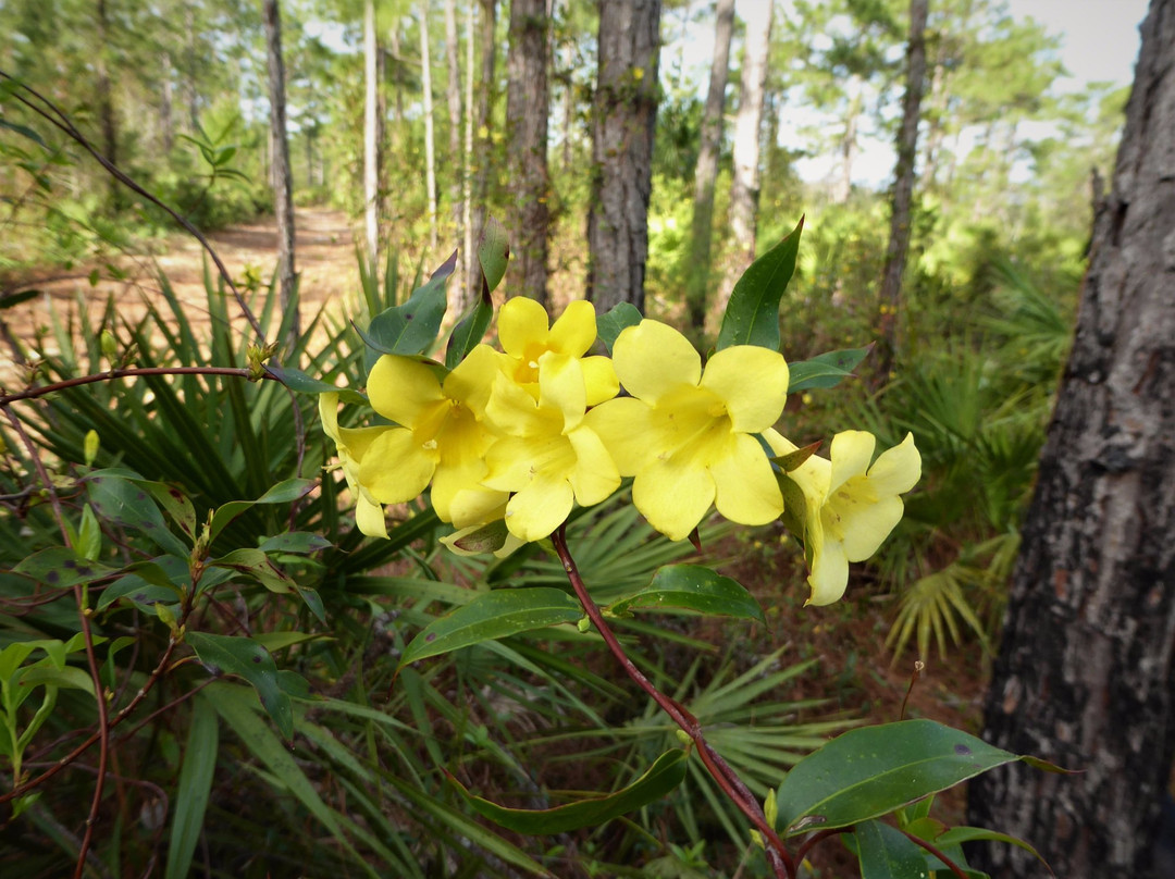 Little Big Econ State Forest-Geneva必去景点