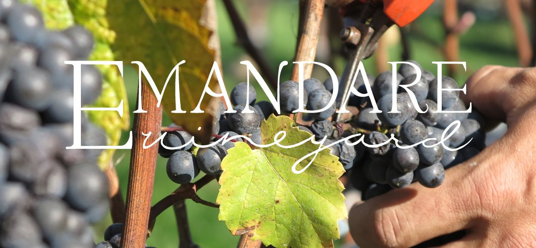Emandare Vineyard & Guesthouse景点图片