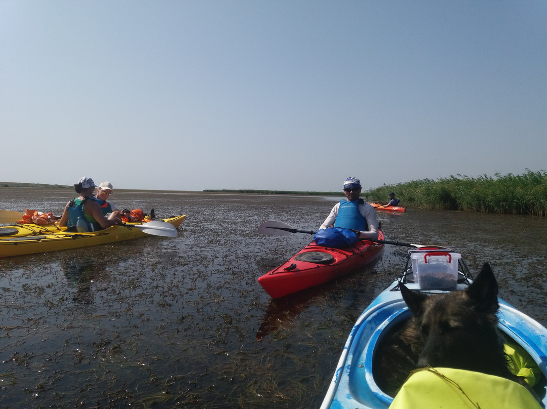 Kayak Danube Delta景点图片