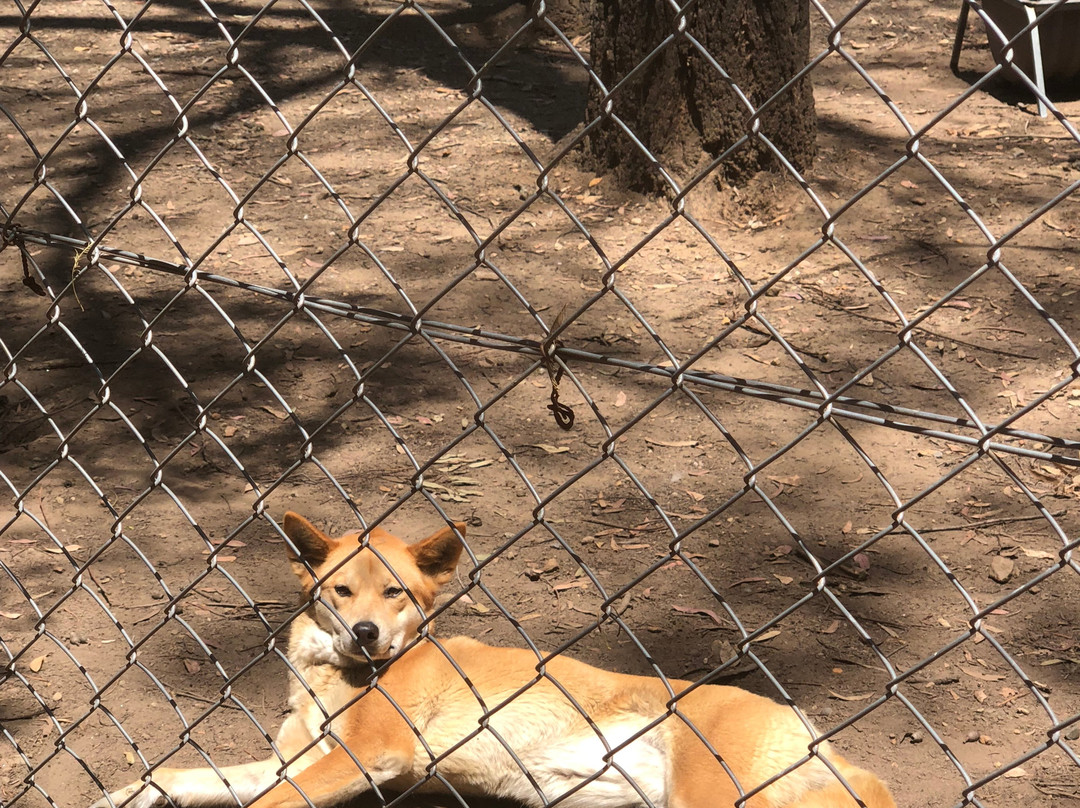 Dingo Sanctuary-Bargo必去景点