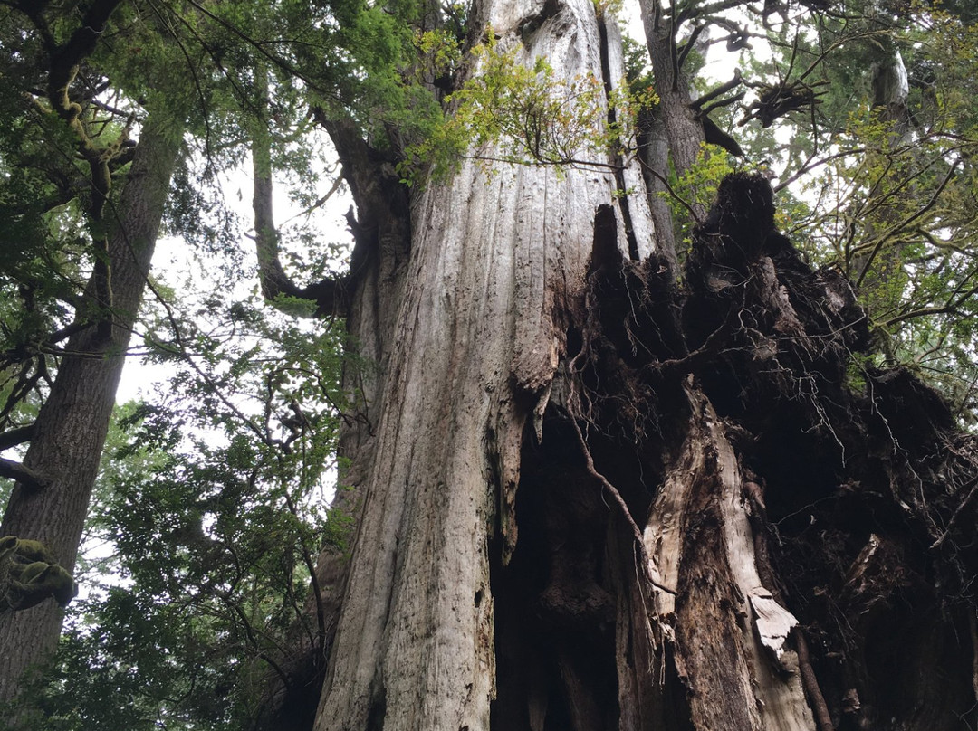 Quinault Big Cedar景点图片