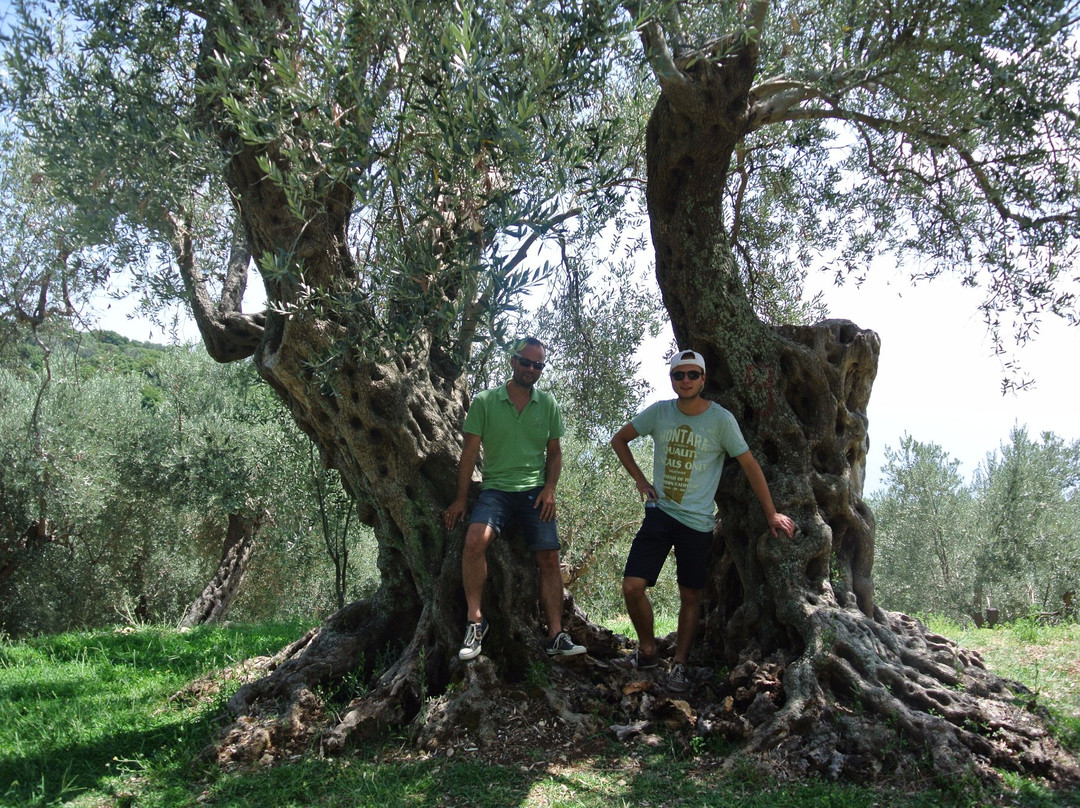 Buzuku Montenegro Olive Oil-乌尔齐尼必去景点
