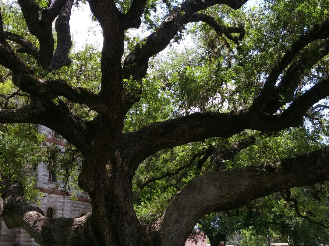 Hanging Tree-Goliad必去景点