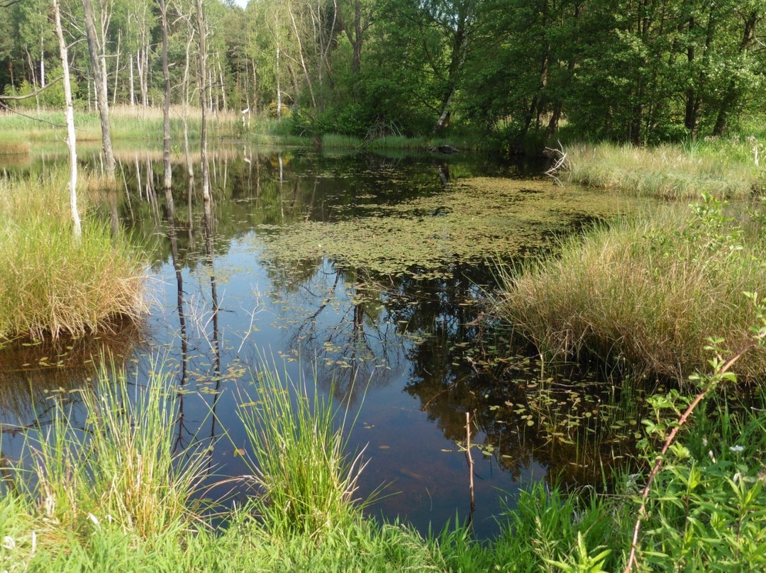 Thiendorf旅游景点-Naturschutzgebiet Königsbrücker Heide