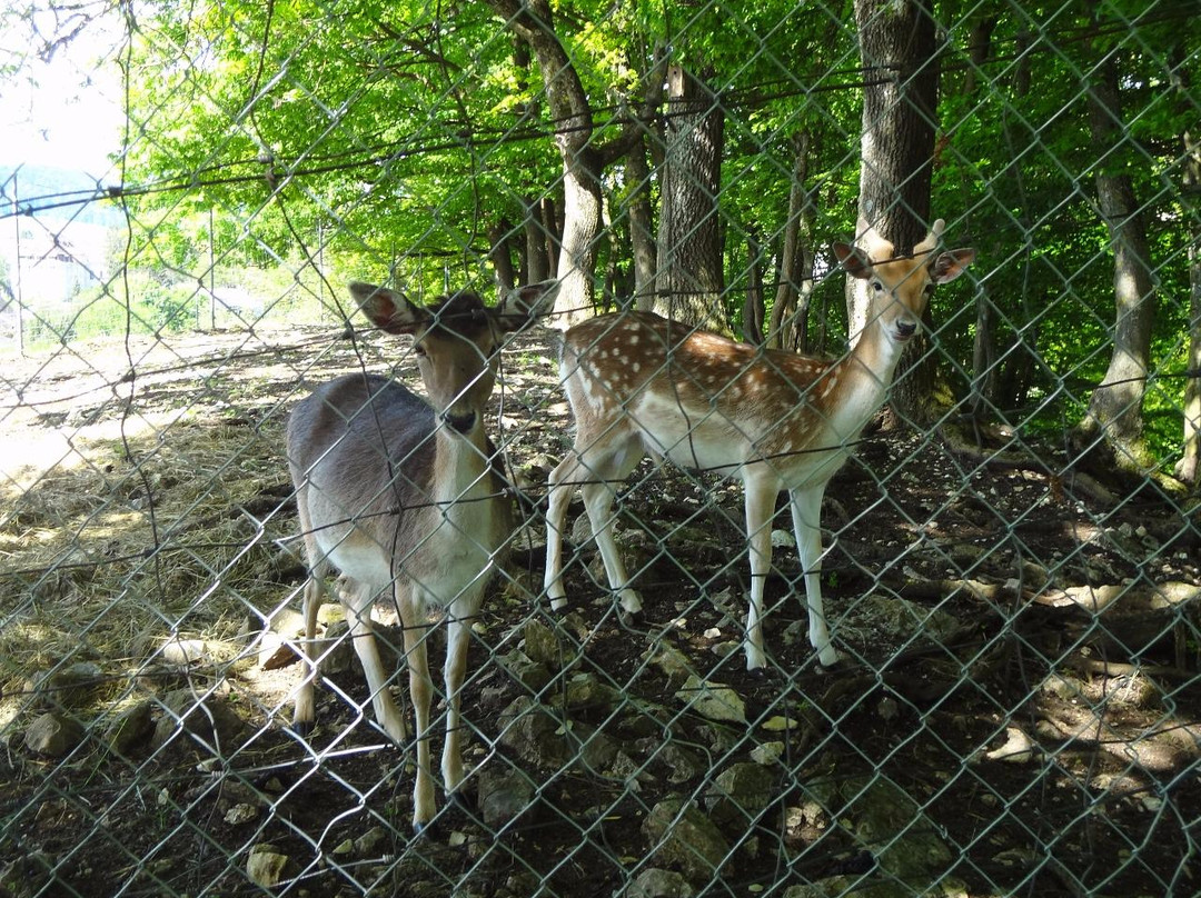 Parc Des Boulaines-德莱蒙必去景点