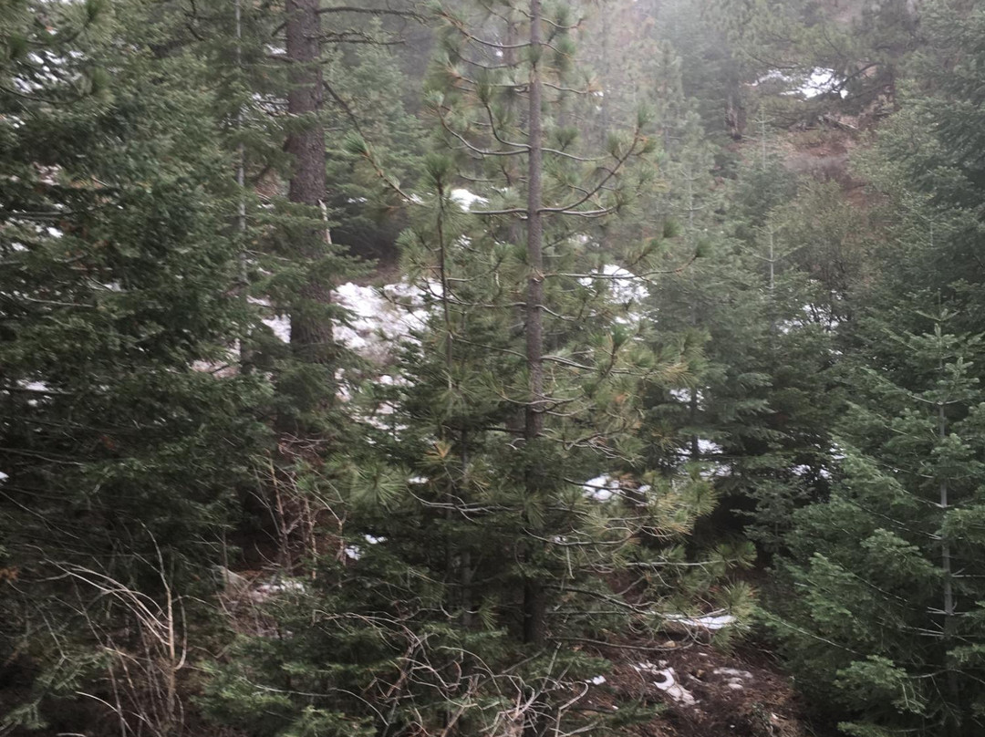 Tehachapi Mountain Park-特哈查比必去景点