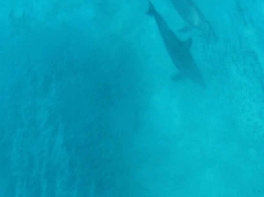 Andaman Dolphin-布莱尔港必去景点