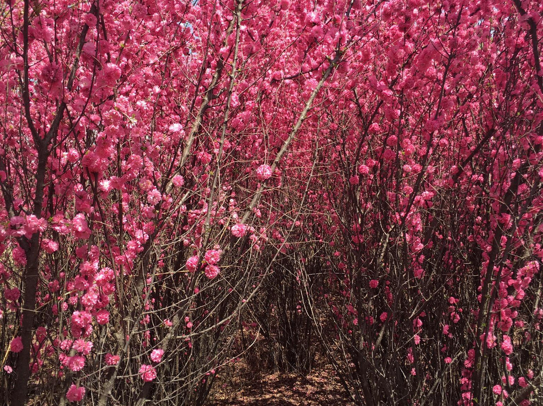南湖湿地公园-呼和浩特市必去景点