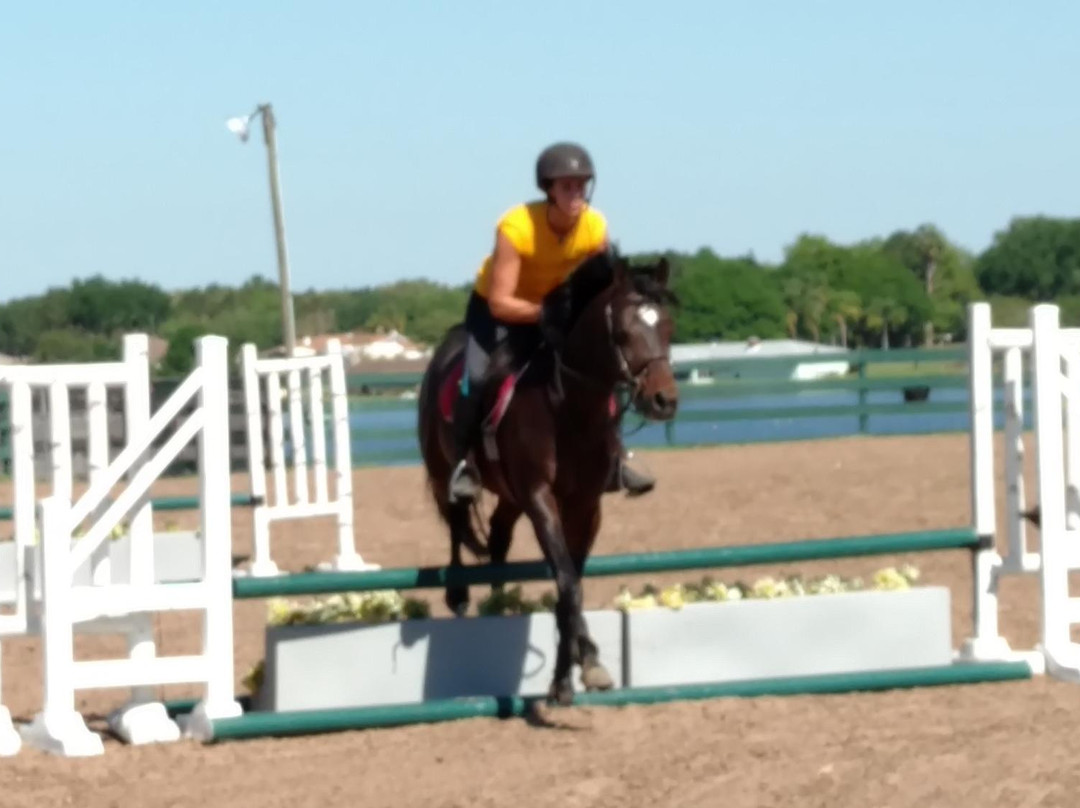 Al-Marah Arabian Horses-Clermont必去景点