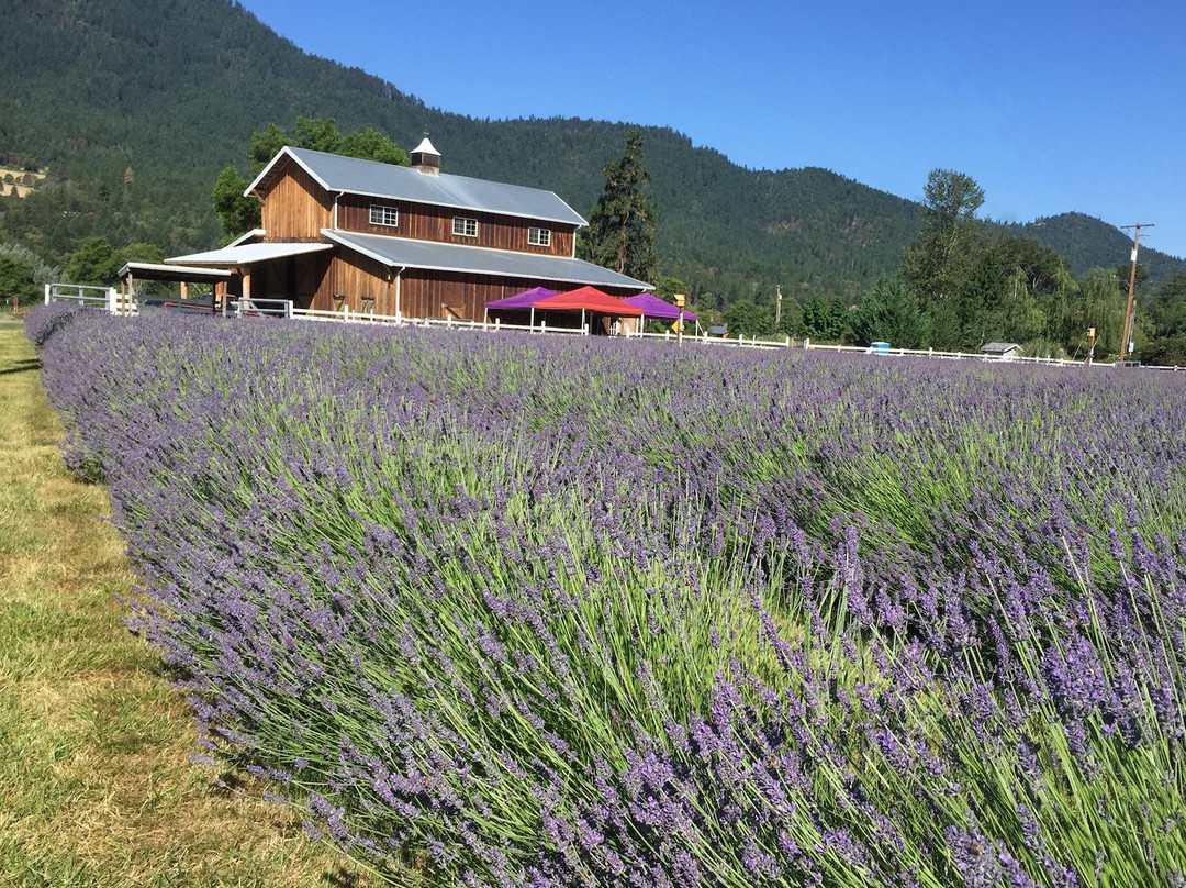 Applegate River Lavender Farm-Jacksonville必去景点