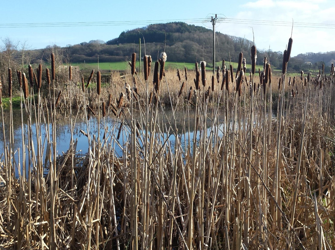 Combpyne旅游景点-Seaton Wetlands Nature Reserve