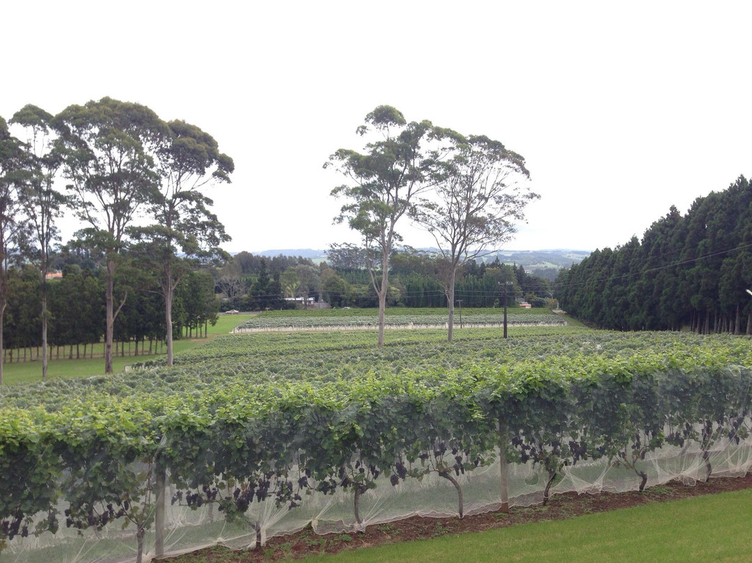 Cottle Hill Winery景点图片