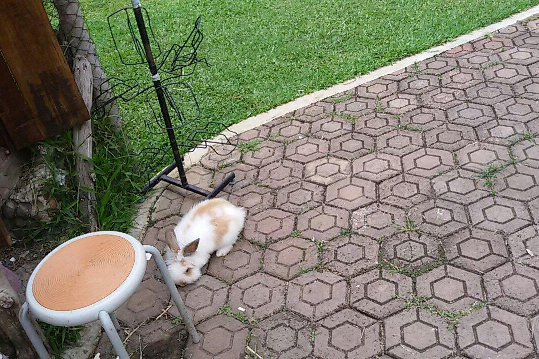 Ciwidey Rabbit Park-万隆必去景点