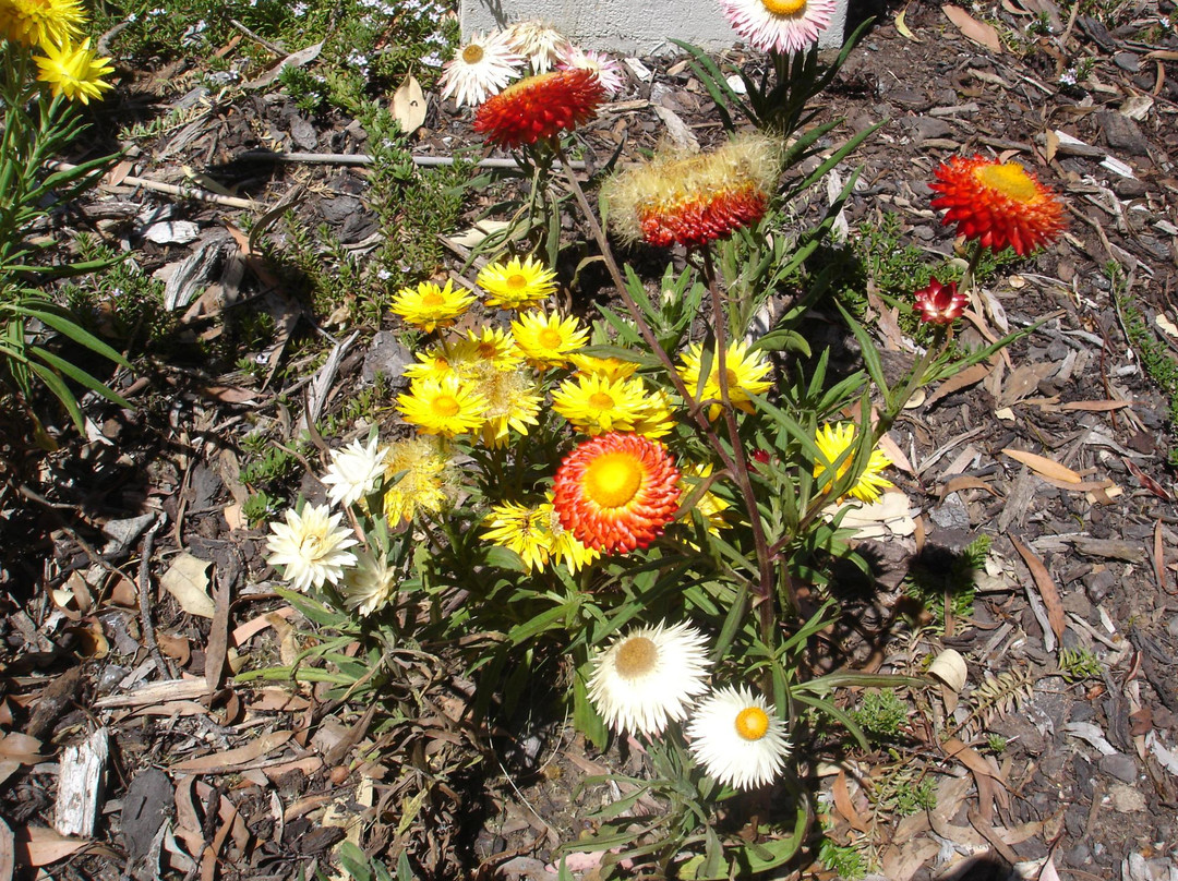 Inverawe Native Gardens景点图片