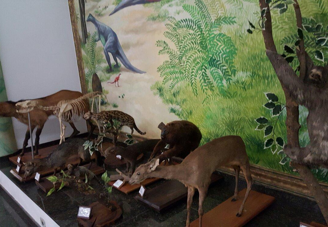 Natural History Academic Museum-Juiz de Fora必去景点