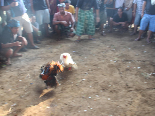 Undisan Eco Tradi Experience-Tembuku必去景点