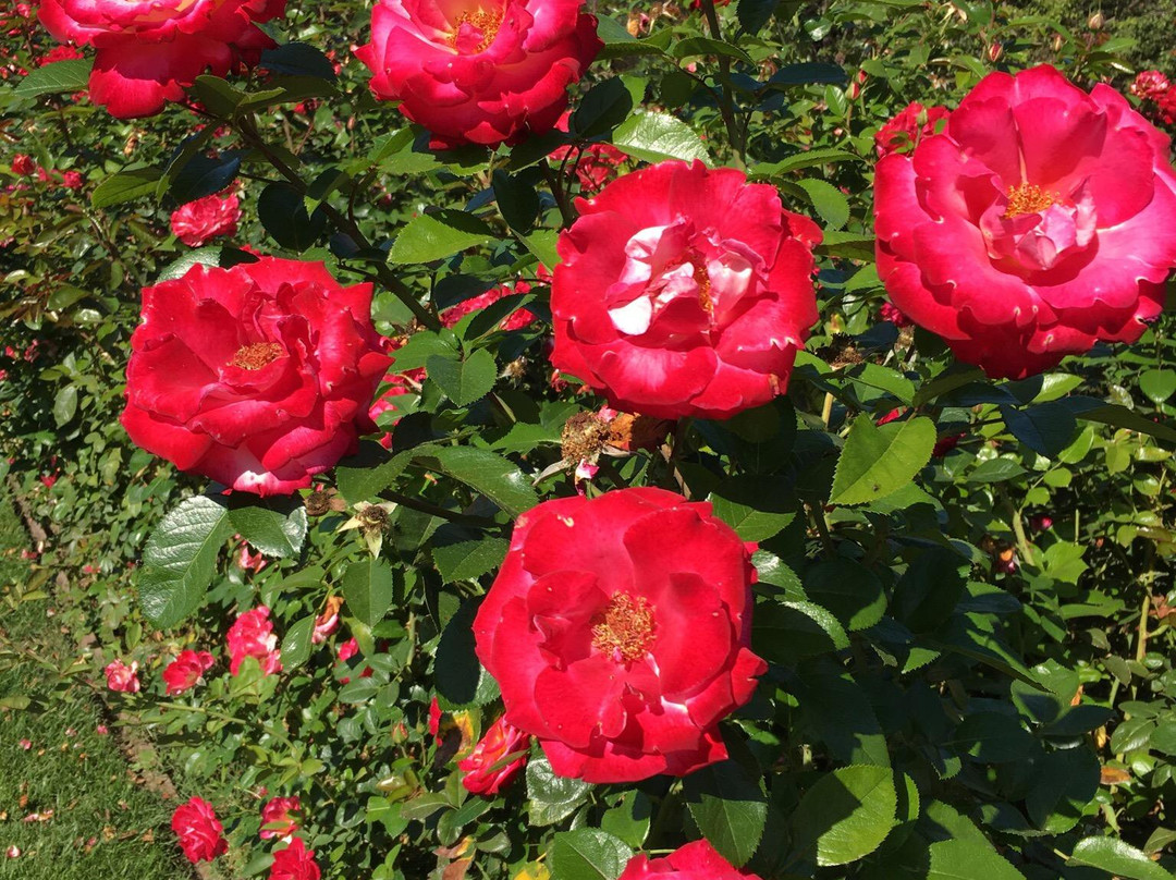 圣何塞市立玫瑰园-圣何塞必去景点