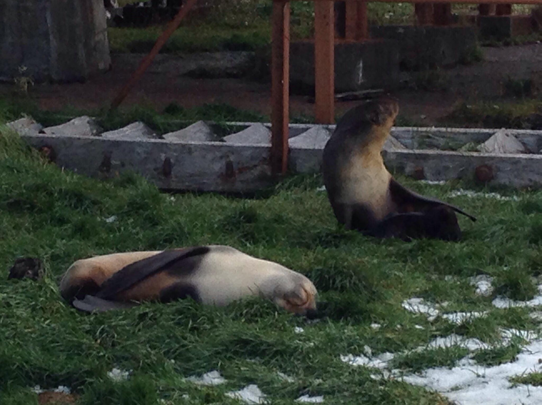 Fortuna Bay-南乔治亚岛必去景点