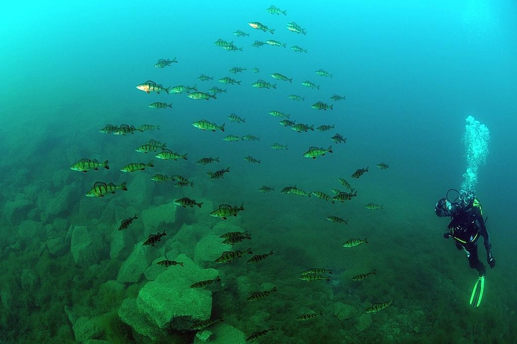 New Horizons Snorkel & Dive Centre-麦克尔斯菲尔德必去景点