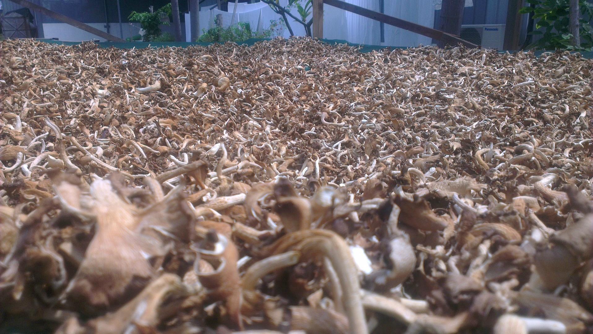 Ganofarm Homestay-浴室