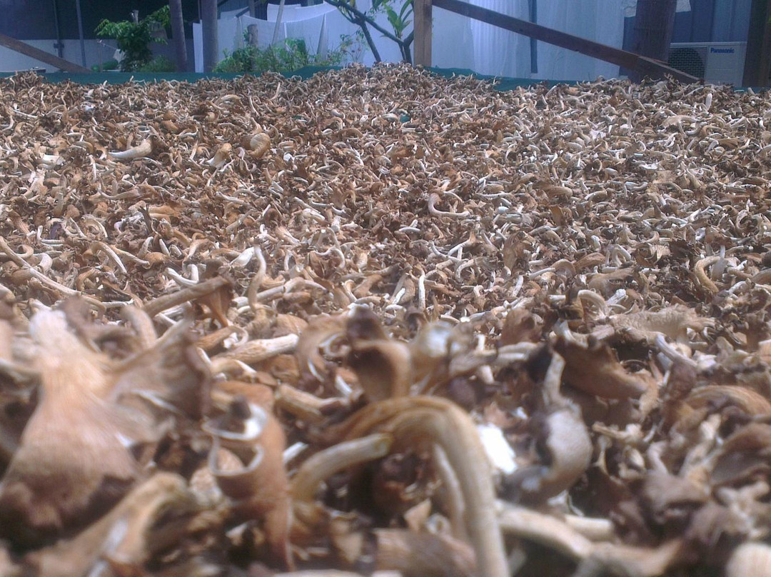 Ganofarm Homestay主图